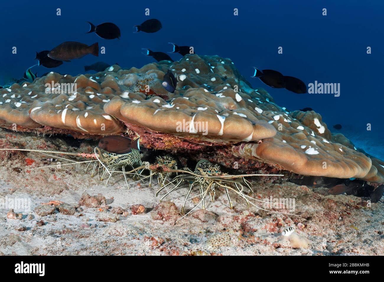 Bemalte Felskrebse (Panulirus versicolor) in versteckenden, beschädigten Porites Hartkorallen (Porites lobata) mit weißen Flecken, drei, Indischer Ozean, Malediven Stockfoto