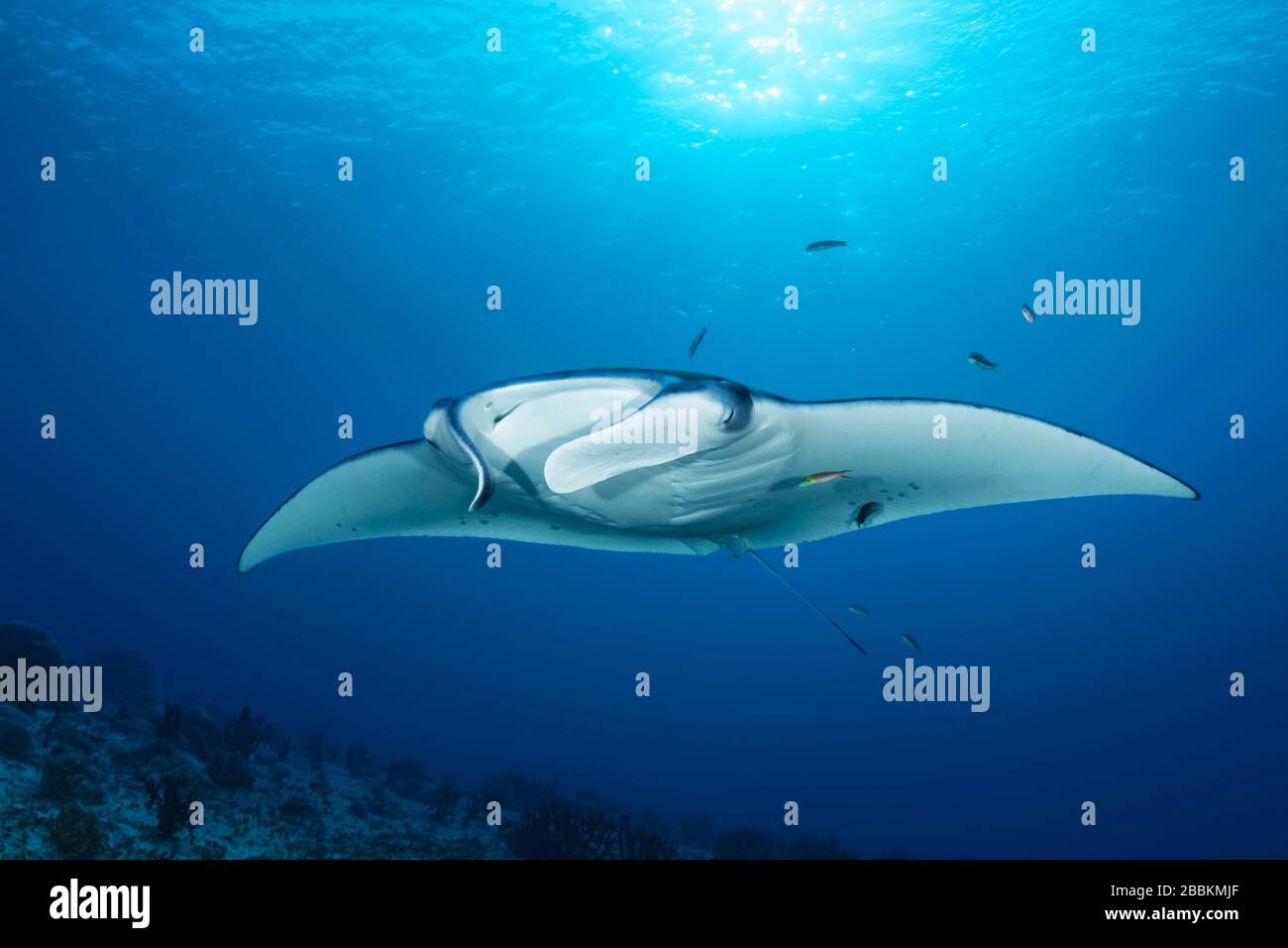 Riffmantarray (Manta alfredi) von vorne, hinten hell, Sonne, Indischer Ozean, Malediven Stockfoto