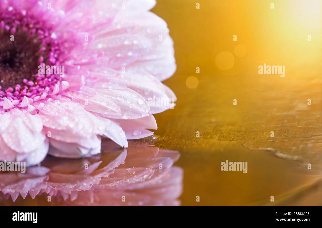 Sommer, Sommerzeitkonzept - Rosa Gänseblümchen auf goldenem Hintergrund Stockfoto