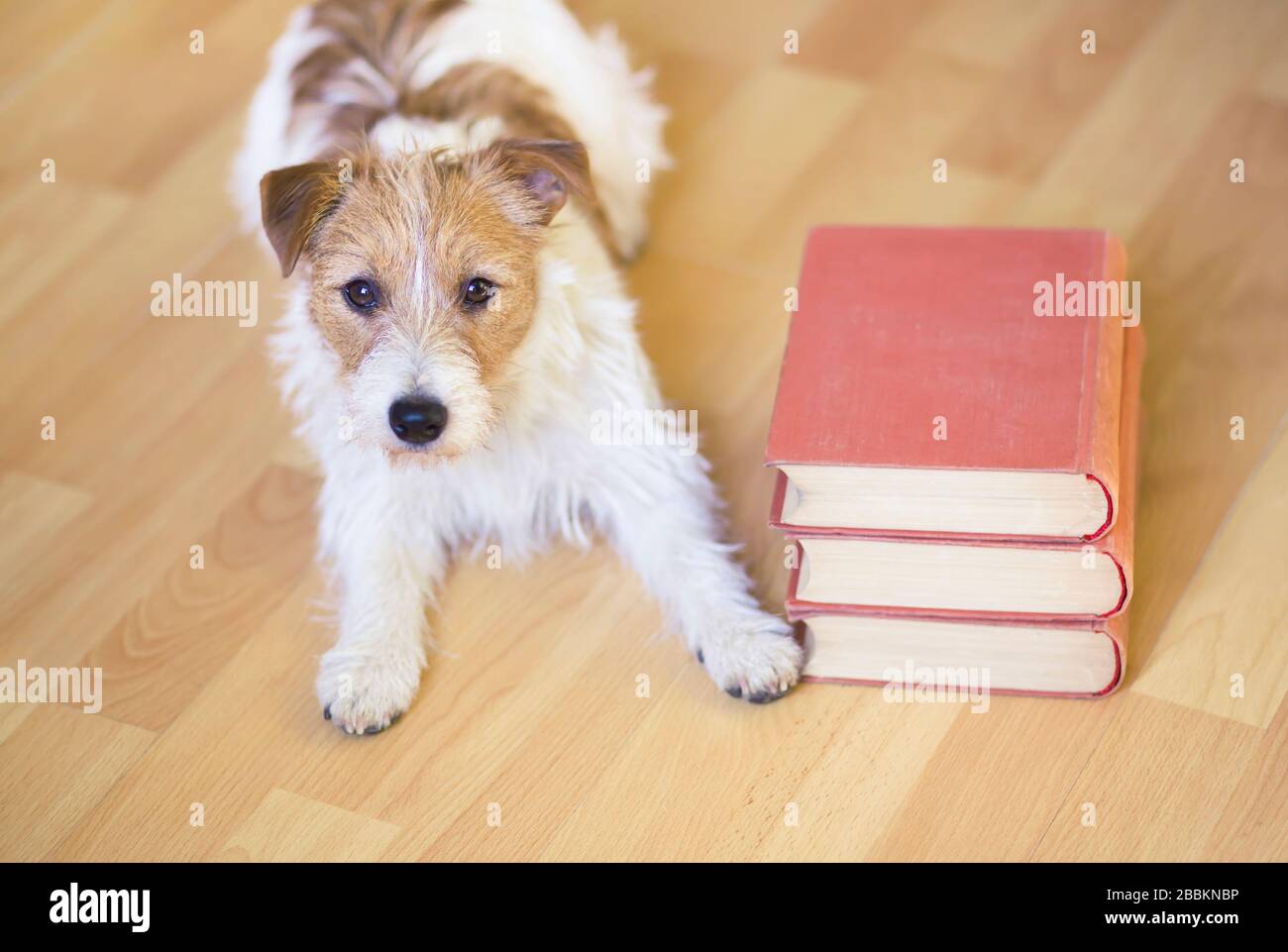 Haustiertraining, zurück zum Schulkonzept - süßer Gehorsam Jack russell Welpen Hund mit Büchern legen Stockfoto
