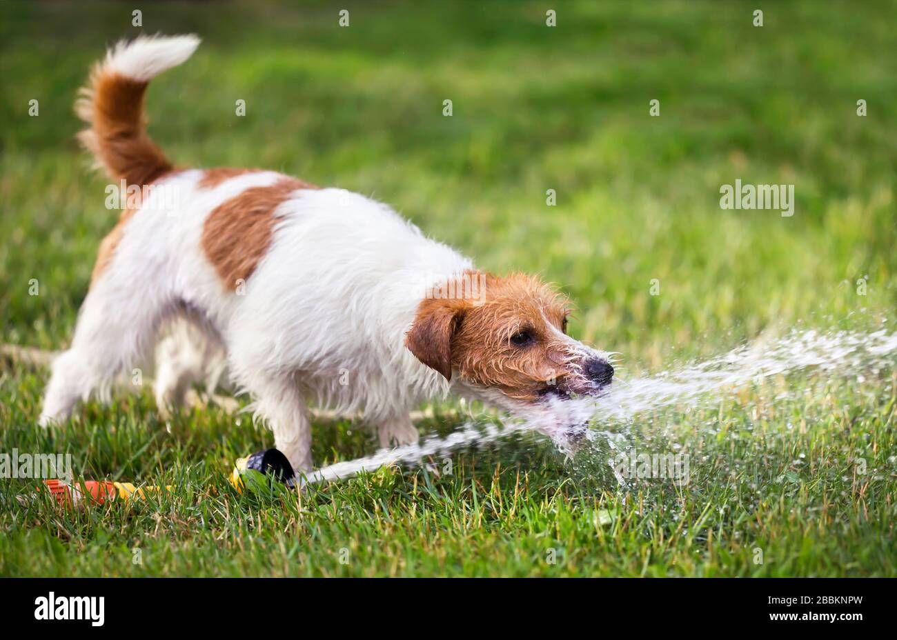 Fröhlicher nasser Hund, der mit Wasser spielt und im Sommer aus dem Sprinkler trinkt Stockfoto