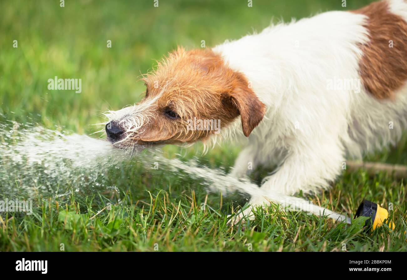 Nass Happy PET Hund Welpe mit Wasser spielen, trinken aus Sprinkler in einem heißen Sommertag Stockfoto