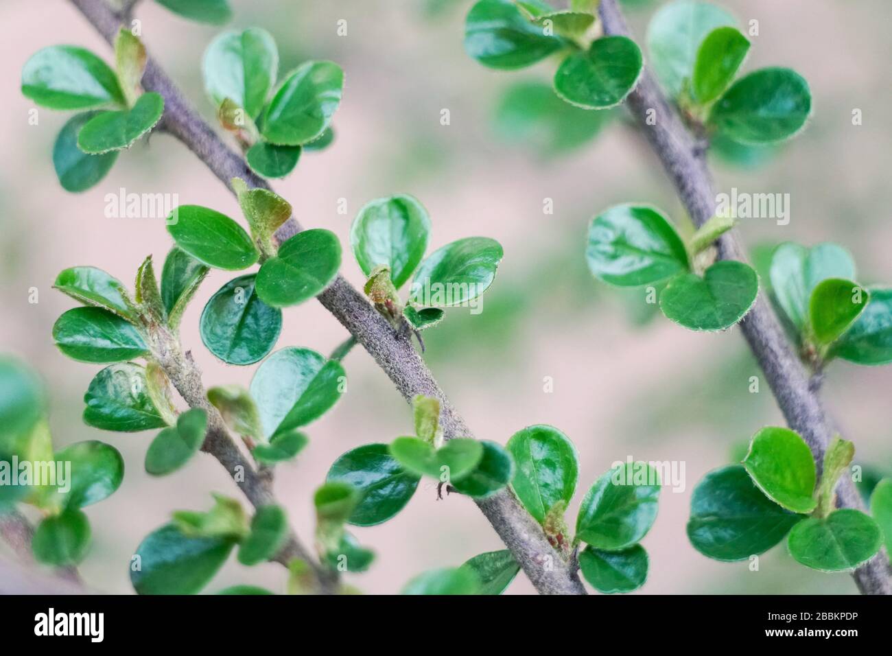 Zierstrauch - beblättert Stockfoto