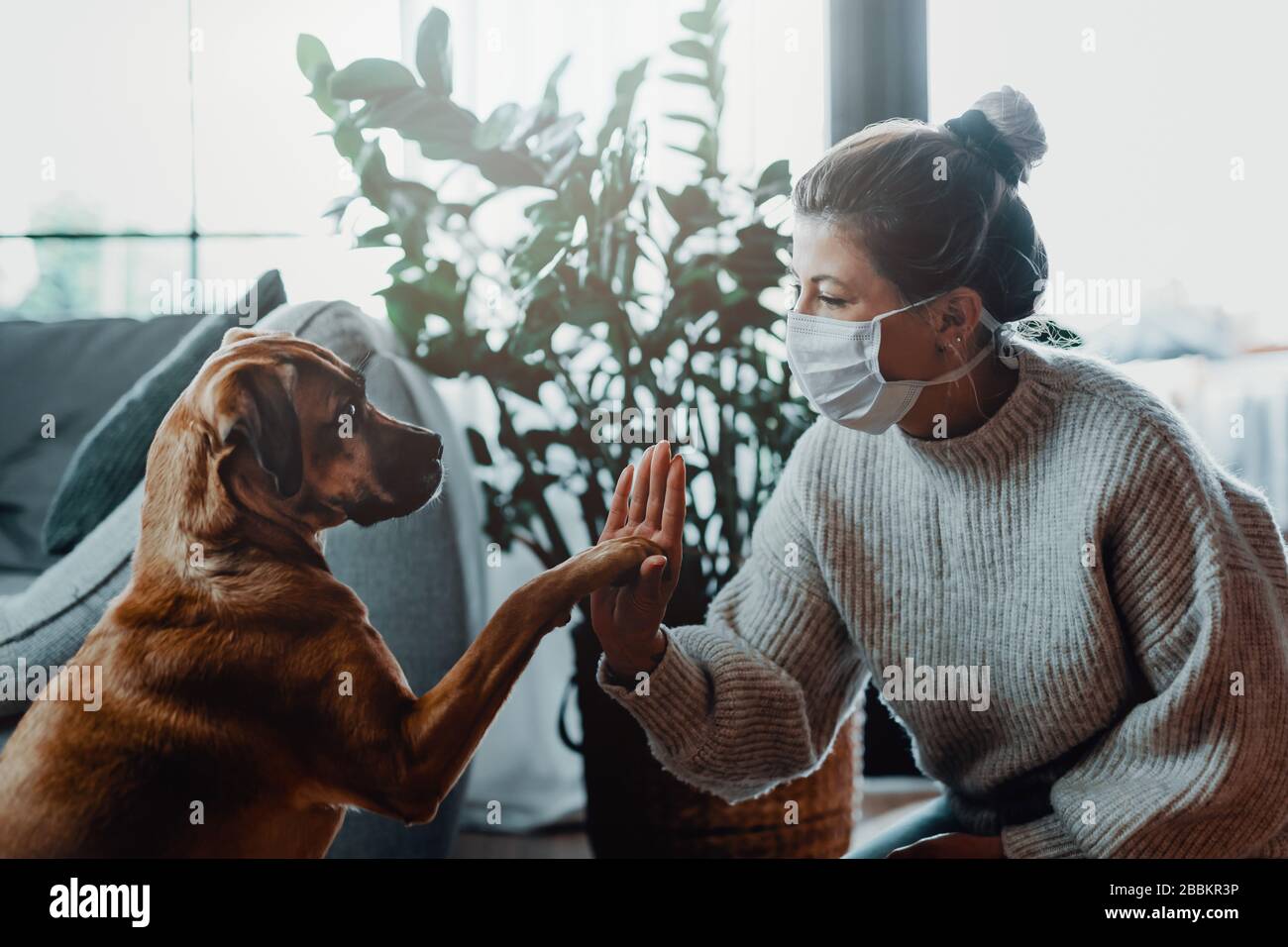 Frau, die eine schützende Gesichtsmaske trägt, spielt mit ihrem Hund zu Hause wegen des Corona-Virus pandemic Covid-19 Stockfoto