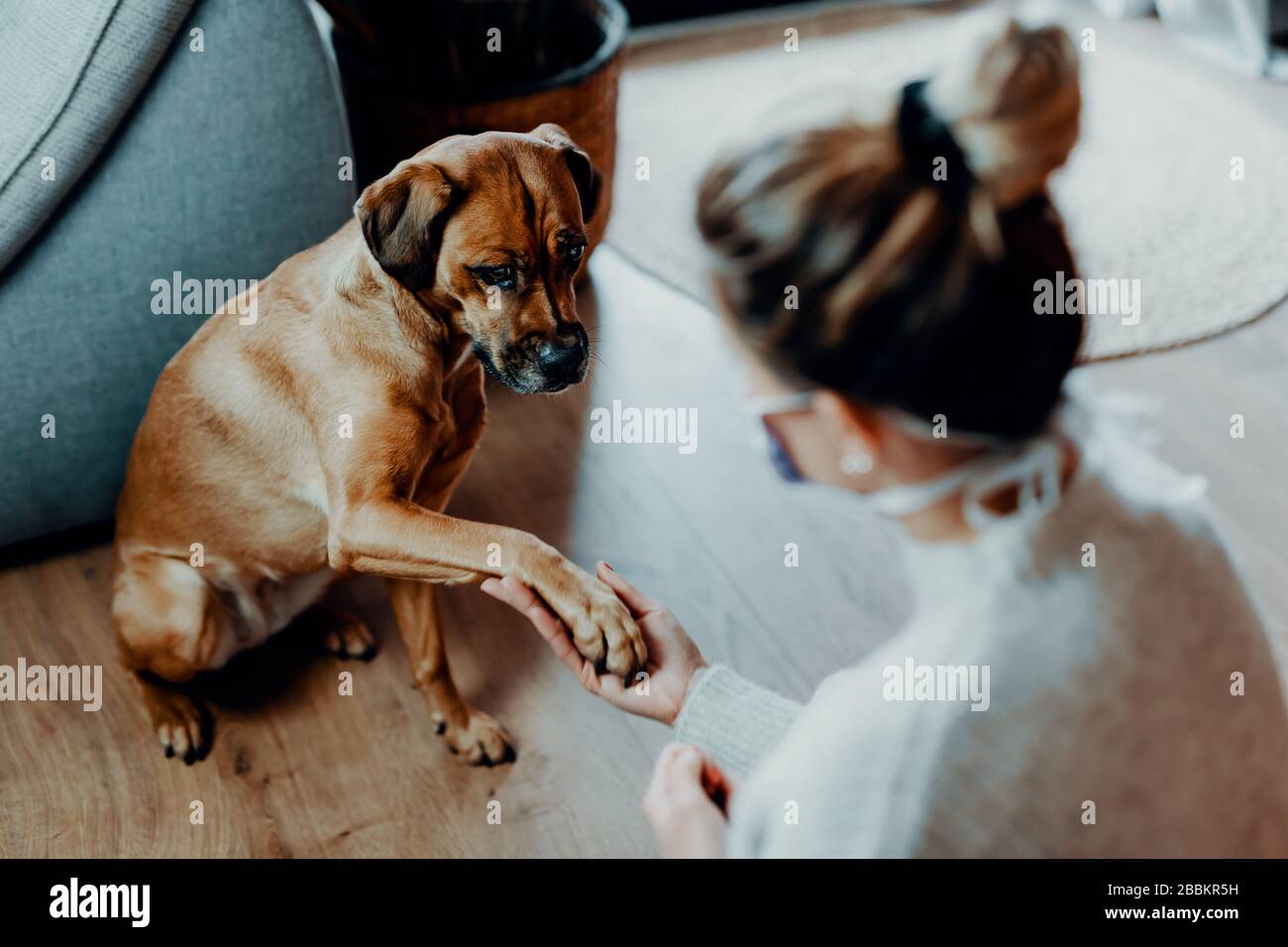 Frau, die eine schützende Gesichtsmaske trägt, spielt mit ihrem Hund zu Hause wegen des Corona-Virus pandemic Covid-19 Stockfoto