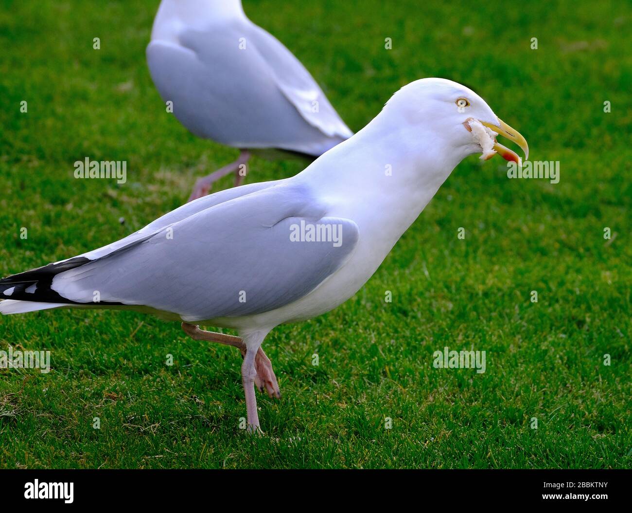 Heringsmöwen auf der Suche nach Lebensmitteln im Karawanenpark an der Ostküste von Yorkshire, Großbritannien. Stockfoto