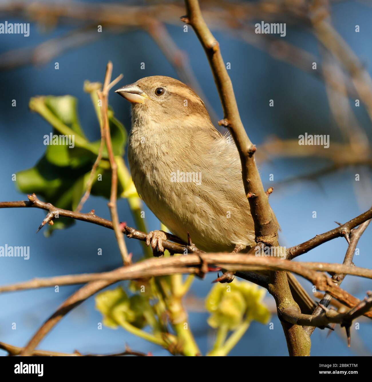 Haus Sparren im städtischen Garten auf der Suche nach Essen in der Wintersonne. Stockfoto