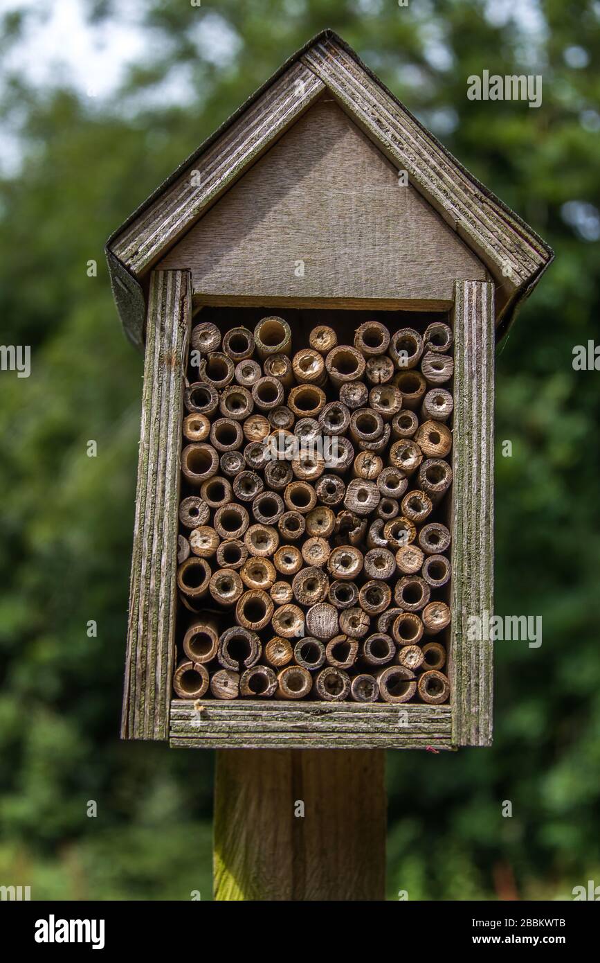 Bienen- und Insektenhaus in einer Vogelkiste. England, Großbritannien Stockfoto