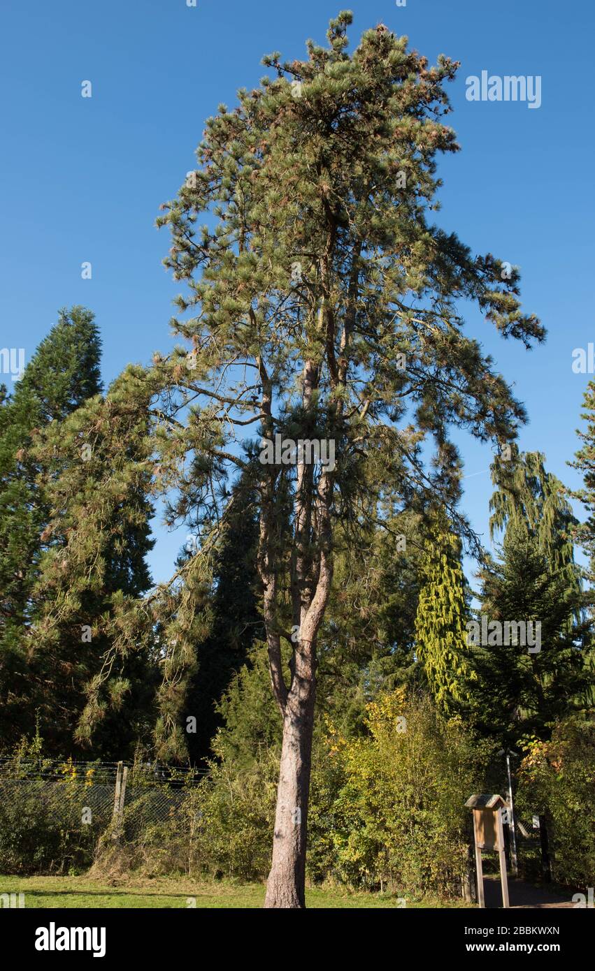 Pinus ponderosa var. scopulorum (Rocky Mountain Ponderosa Pine Tree) in A Garden in Rural Surrey, England, Großbritannien Stockfoto