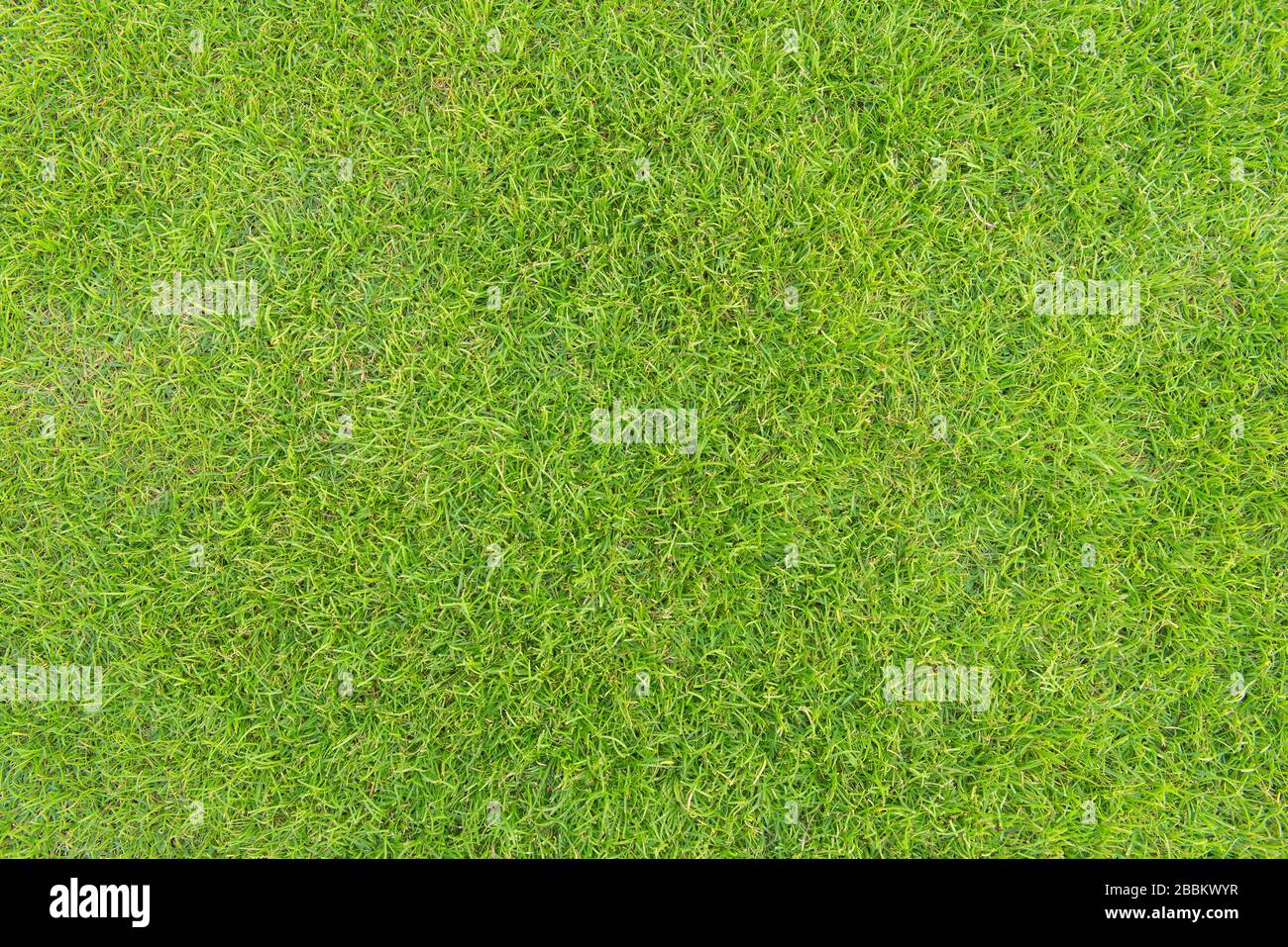 Grüne Grasstruktur von einem Fußballfeld. Stockfoto