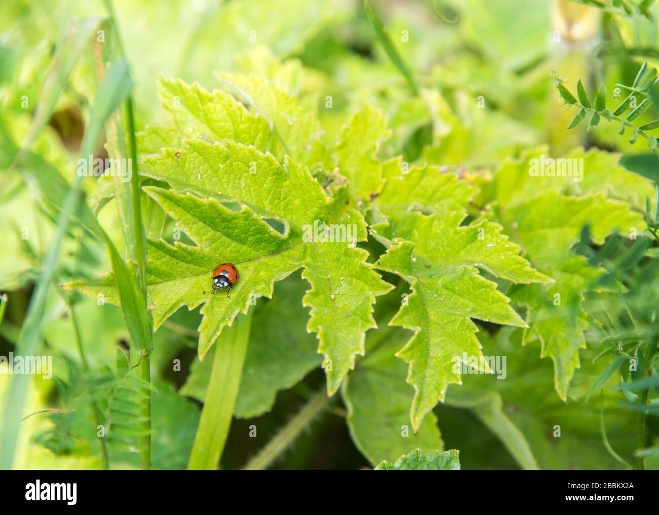 Englischer Landgarten, roter Marienkäfer auf einem grünen Blatt. England, Großbritannien Stockfoto
