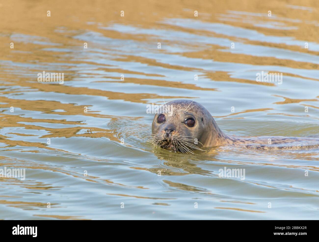 Wildlife UK. Graue Robbenkolonie und Robbenpup. Norfolk, England Stockfoto