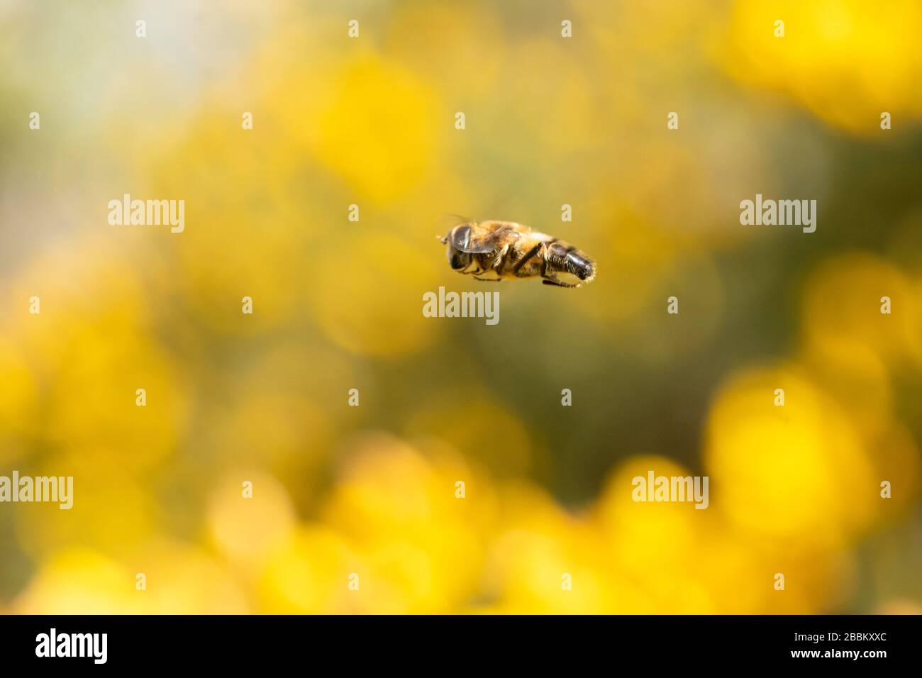 Hoverfly im Flug mit außer Fokus gelben Gorsblüten im Hintergrund, Großbritannien Stockfoto