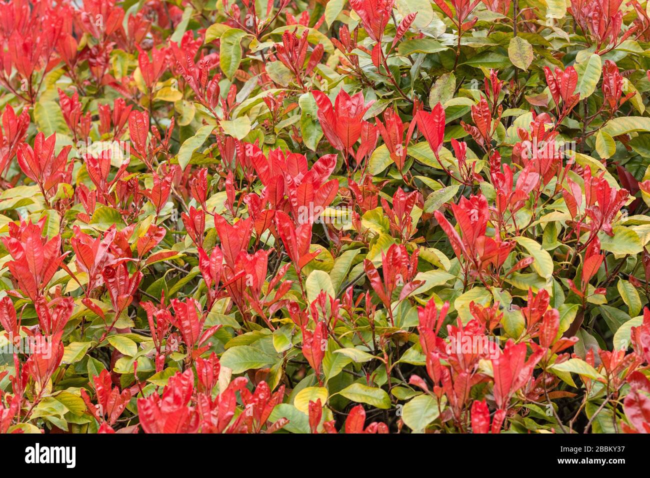 Photinia x fraseri 'Red Robin' Strauch mit roten Blättern, März, Großbritannien Stockfoto