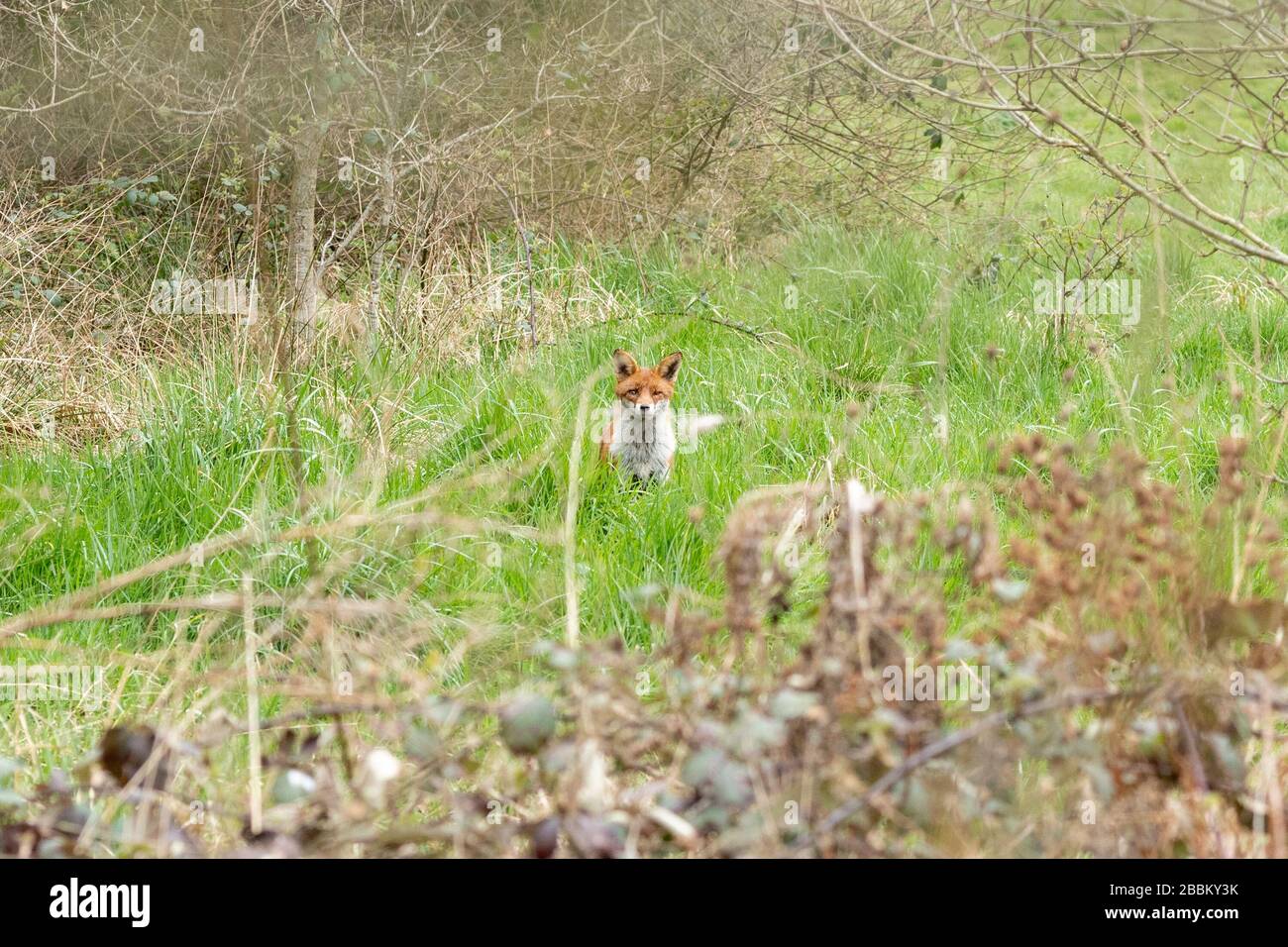 Fuchs sitzt im Grasland (Vulpes Vulpes), Großbritannien. Während der Sperrung des Coronavirus Covid-19 Pandemie sehen Sie mehr Wildtiere im lokalen Grünraum. Stockfoto