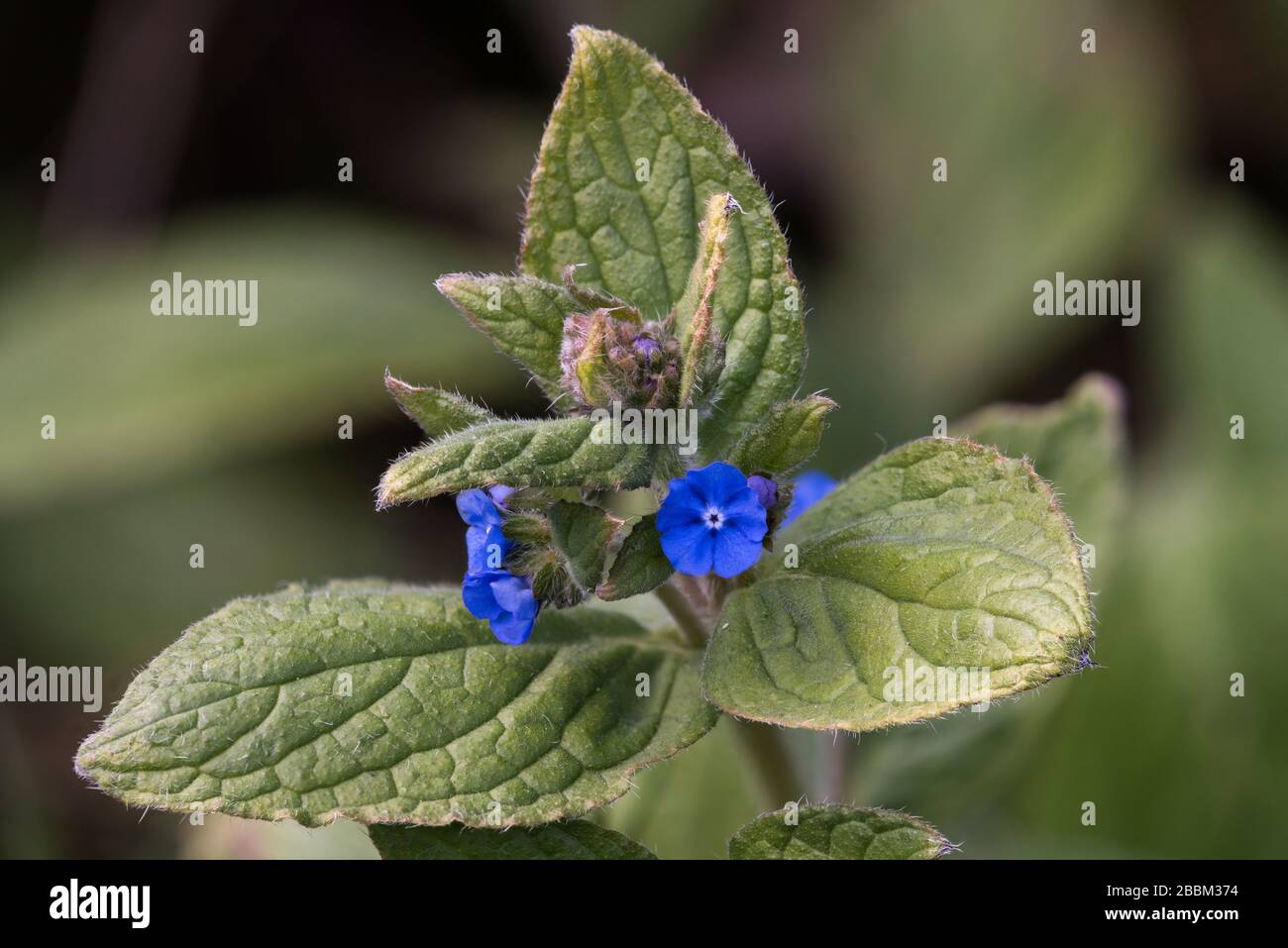 Grünes Alkanet (Pentaglossis sempervirens) im Frühling, Peak District, England Stockfoto