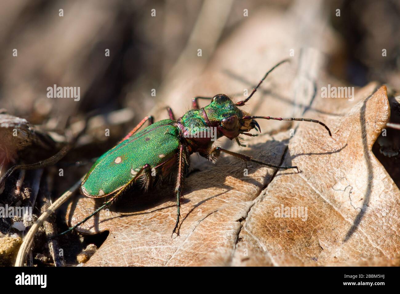 Green Tiger Beetle (Cicindela campestris), Peak District National Park, England Stockfoto