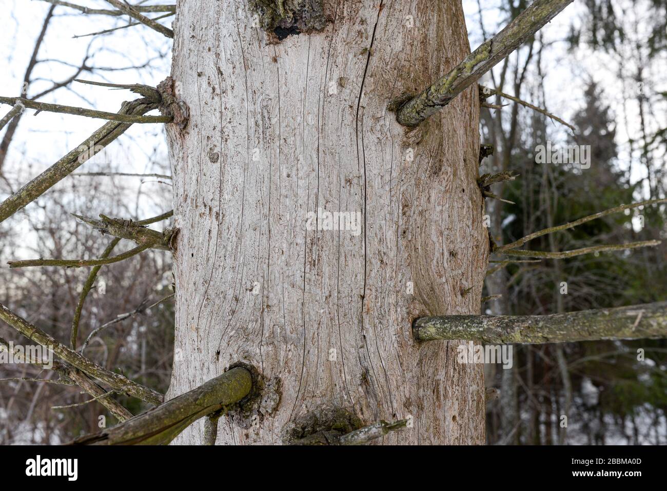 Alter trockener Baum im Wald. Kieferstamm mit Knoten ohne Rinde. Ökologie und Baumschutzkonzept Stockfoto