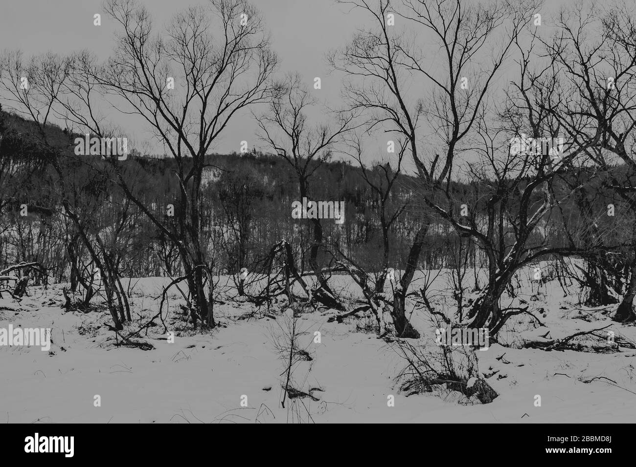 Zatwarnica im Bieszczady Gebirge in Polen Stockfoto