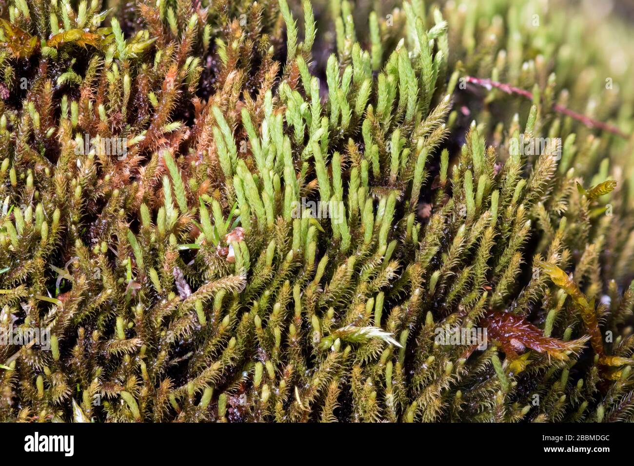 Springbrunnen Apfelmoos (Philonotis fontana) wachsen in der Nähe eines kleinen Baches, Peak District National Park, England Stockfoto