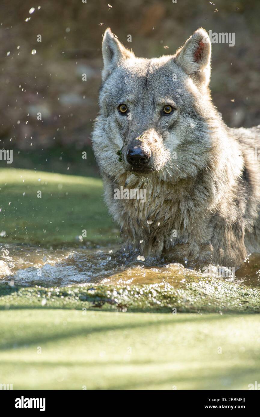 Wolf Stockfoto