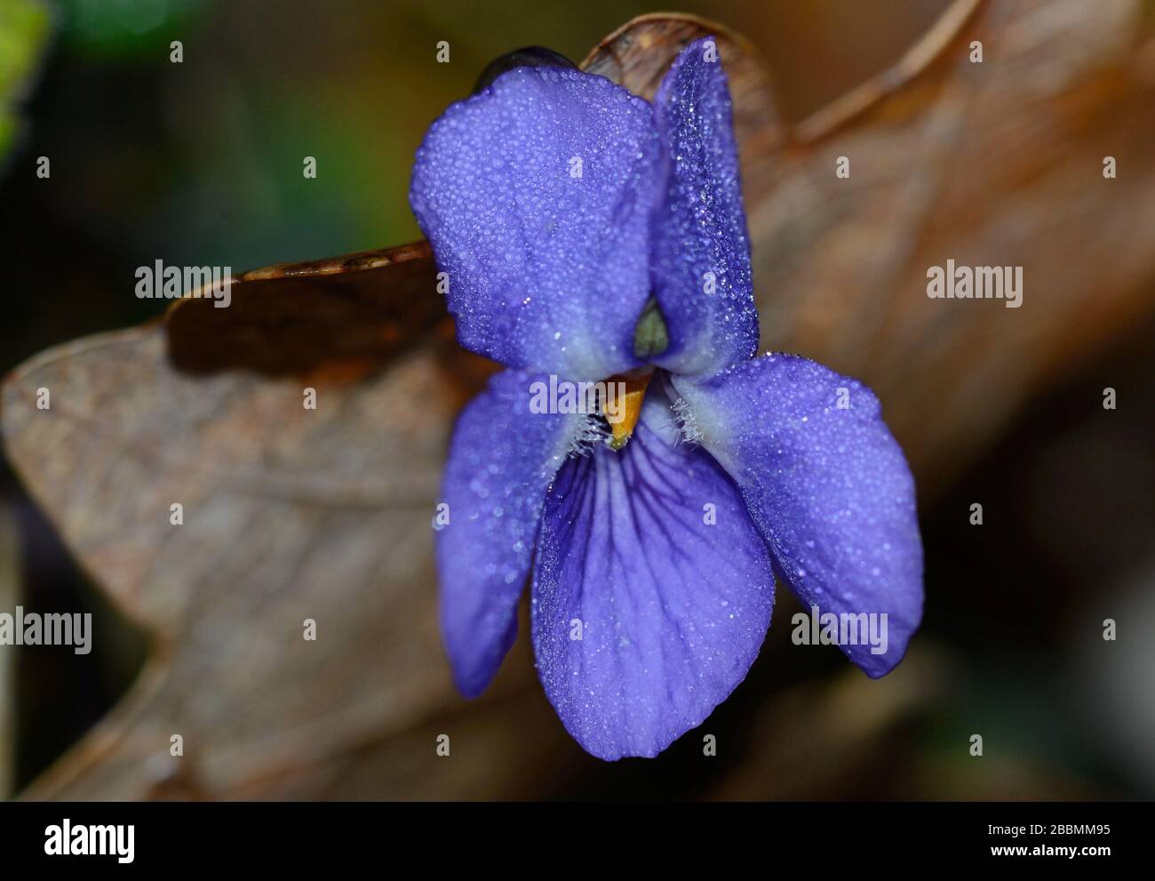 Nahaufnahme der süßvioletten Blume auf verschwommenem Hintergrund Stockfoto