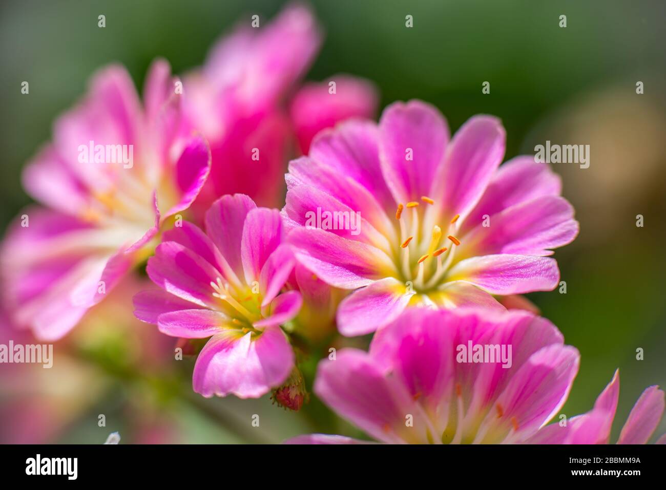 Gartenanlagen in englischer Sprache. Lewisia cotyledon hybrid, pinke Blume. Towcester, Northamptonshire, Großbritannien Stockfoto