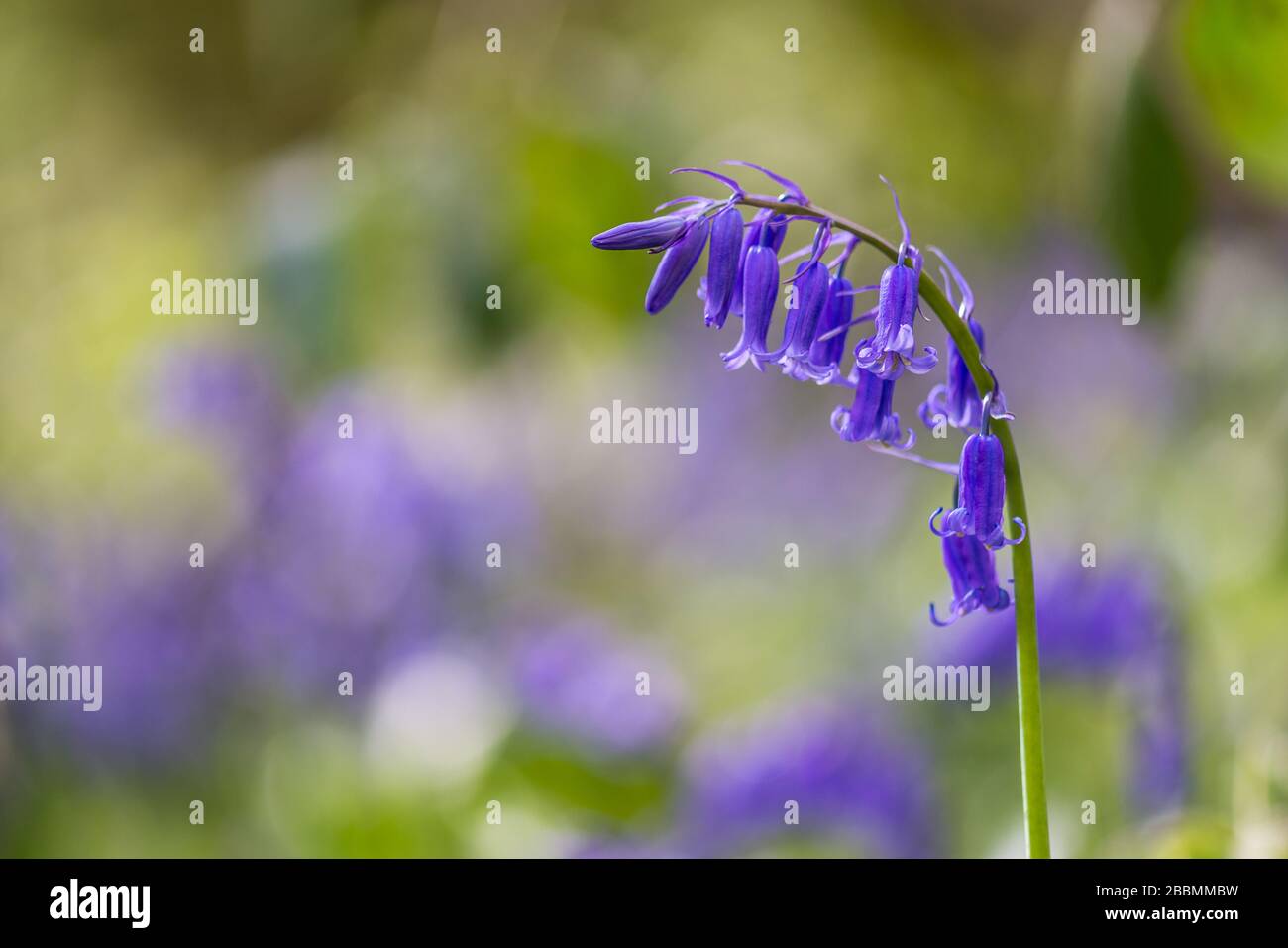 Gartenanlagen in englischer Sprache. Gebürtiger britischer Bluebell. Towcester, Northamptonshire, Großbritannien Stockfoto