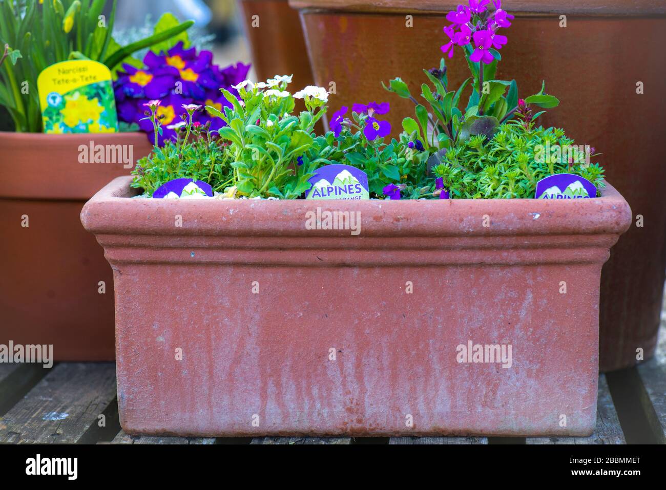 English Country Garden Terrakotta Topf mit gemischten Alpines.Towcester, Großbritannien Stockfoto