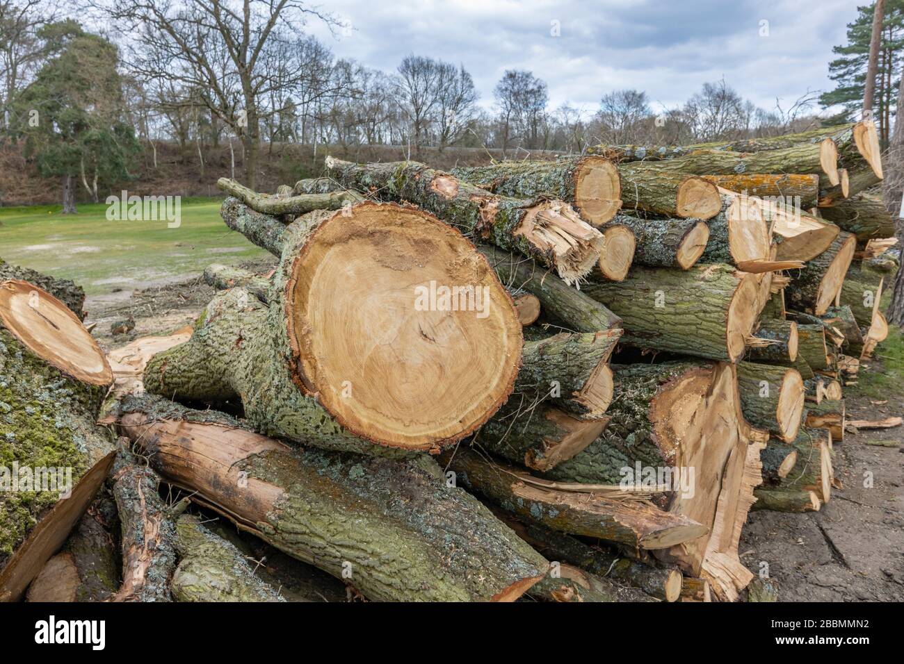 Haufen frisch geschnittener, gesägter Kiefernstämme, die während der Baumfällung und der Räumung aufgestapelt wurden, Surrey, Südostengland Stockfoto