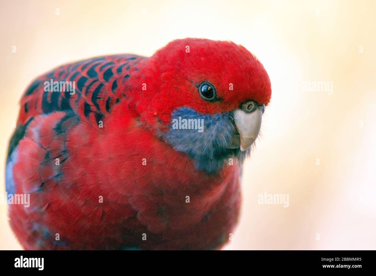 Porträt von Rosella, purpurrot Stockfoto
