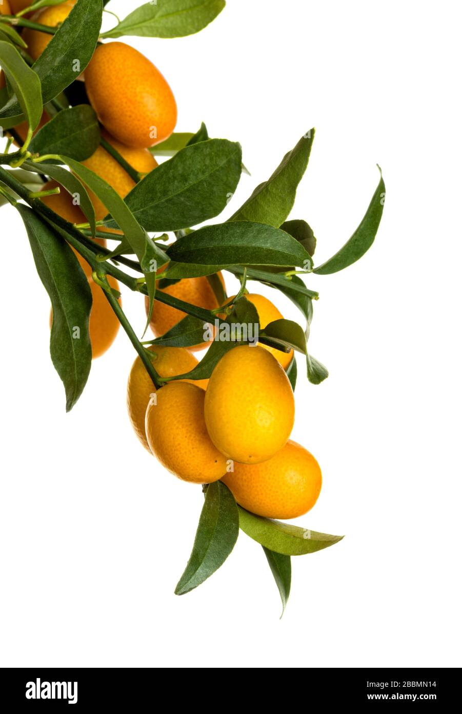 Reife Kumquats hängen isoliert am Baum. Zitrusfrüchte und Blätter auf weißem Hintergrund. Stockfoto
