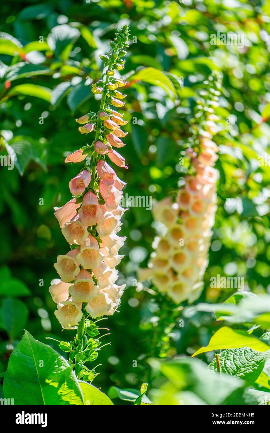 Gartenanlagen in englischer Sprache. Pfirsichfarbener Digitalis Foxhandschuh. Towcester, Northamptonshire, Großbritannien Stockfoto