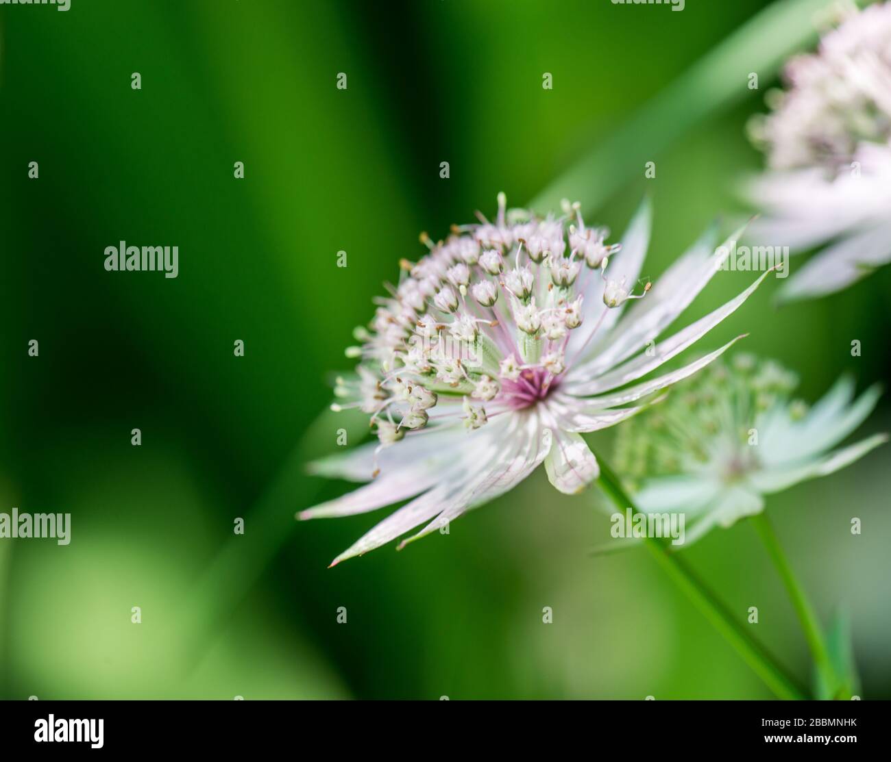 Gartenanlagen in englischer Sprache. Astrantia große britische Gartenblume. Towcester, Northamptonshire, Großbritannien Stockfoto