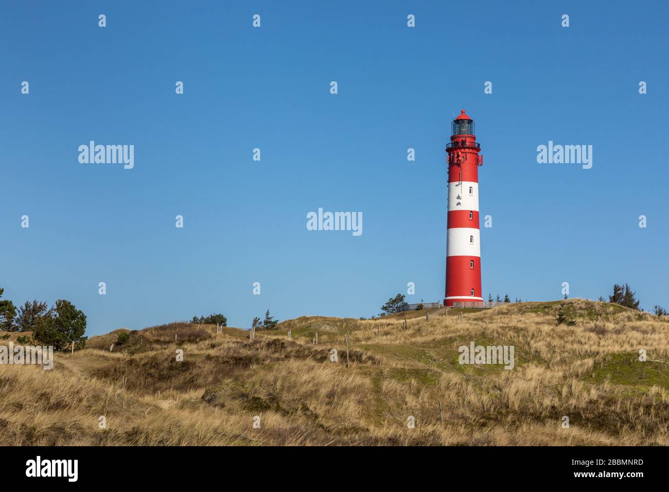 Der Leuchtturm von Amrum in Dünen- und Heidelandschaft Stockfoto