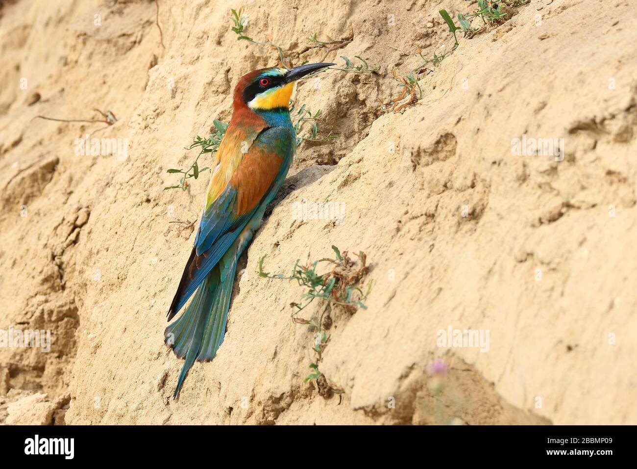 Europäischer Bienenfresser (Merops apiaster), ein farbenfroher Vogel bei der Öffnung seines Nests auf einer Sandwand Stockfoto