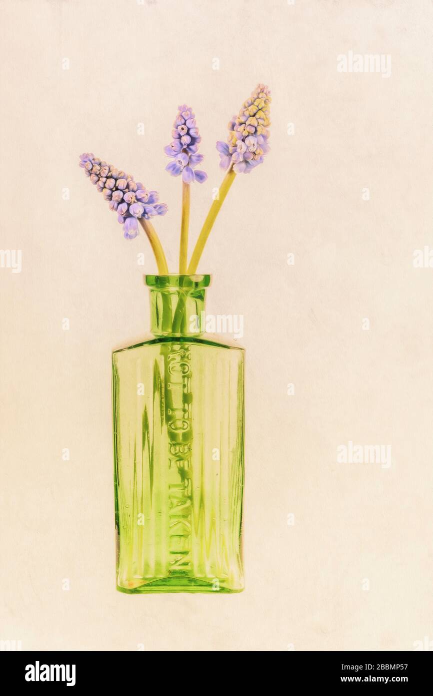 Grüne Flasche mit traubenförmigen Hyazinthblüten Stockfoto
