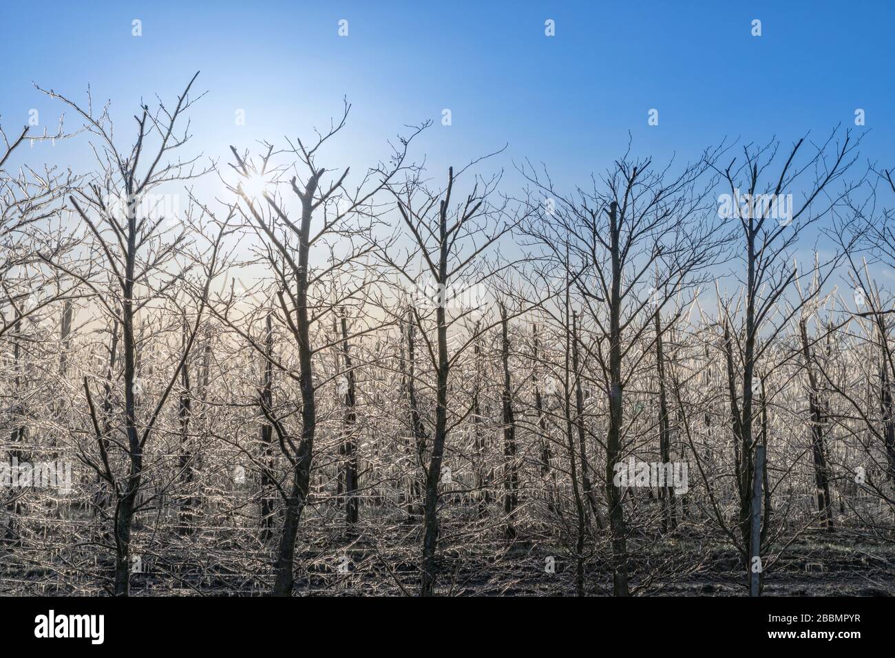 Apfelbäume, die mit einer Eisschicht bedeckt sind, um zu verhindern, dass sie im Frühjahr Schäden einfrieren Stockfoto