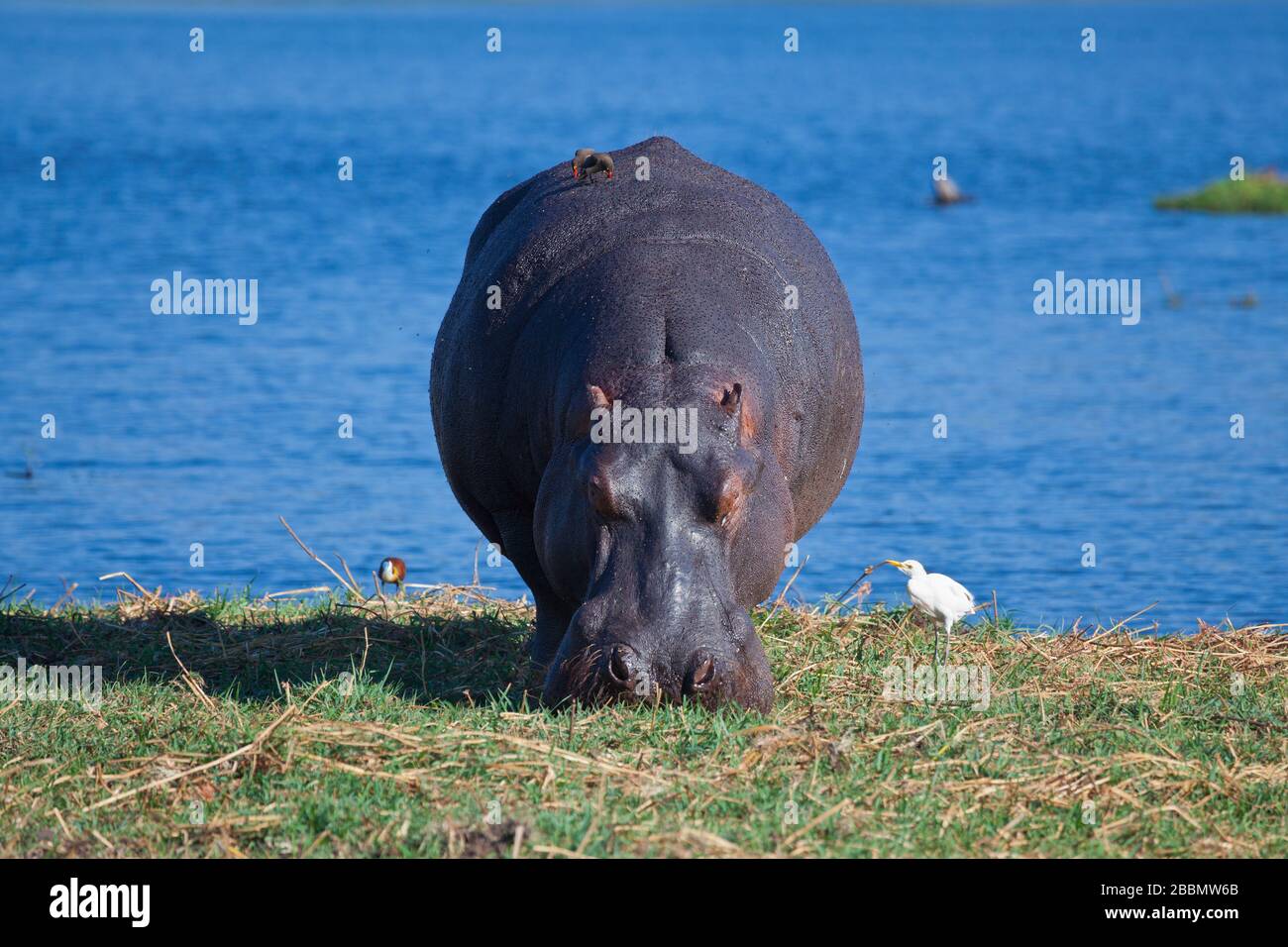 Flusspferd vor blauem Wasser grasen Stockfoto