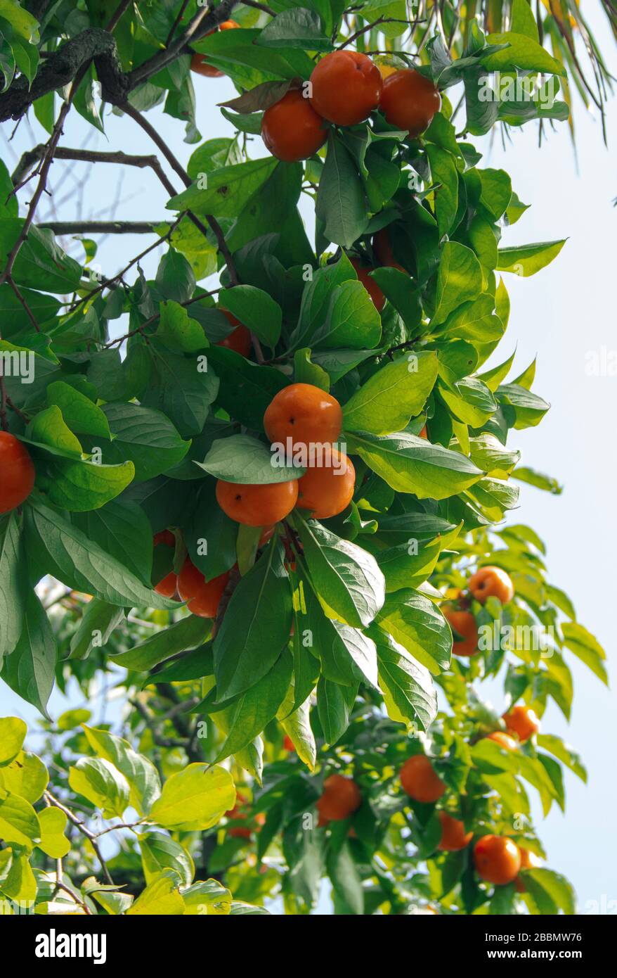 Persimmonbaum und schöne grüne Blätter. Diospyros kaki, in Asien heimische Arten von mehrjährigen Ebenengewächsen. Stockfoto