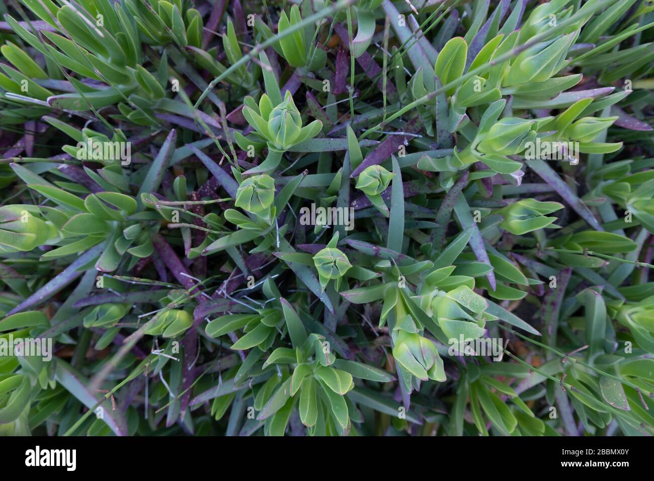 Auf den Dünen wächst die Carpobrotus-Pflanze, von oben betrachtet Stockfoto