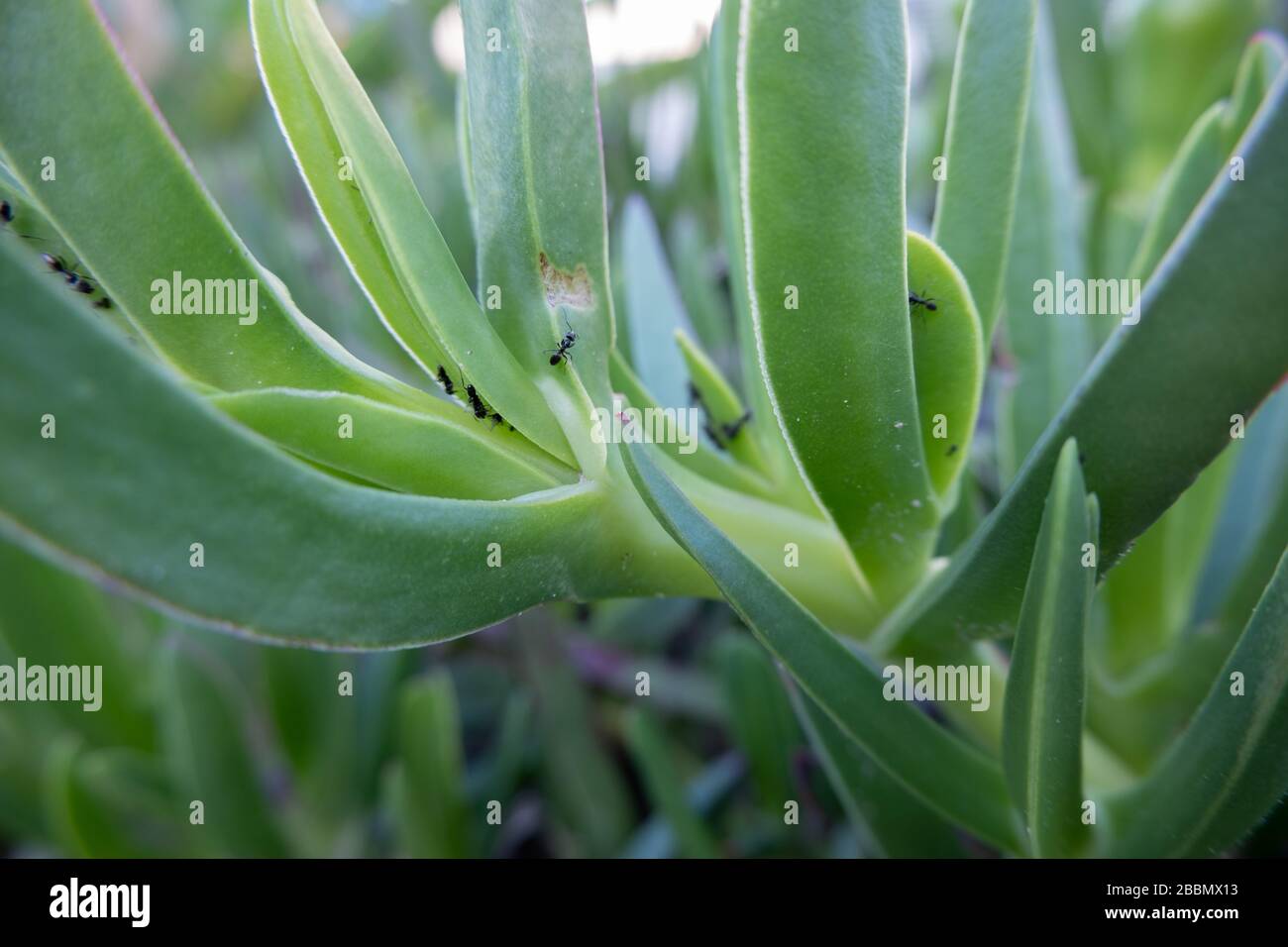 Ameisen auf den Blättern einer saftigen Pflanze. Carpobrotus-Pflanze mit Ameisen Stockfoto