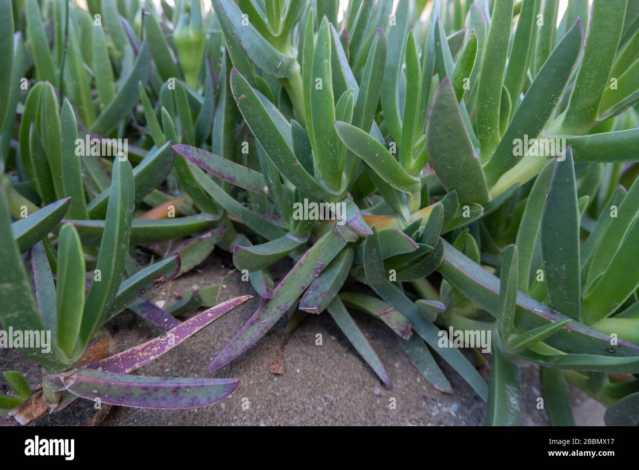 Carpobrotus oder Eispflanze oder Sauerfeigenart oder Hottentot-Feige, auf jeden Fall eine saftige Pflanze Stockfoto