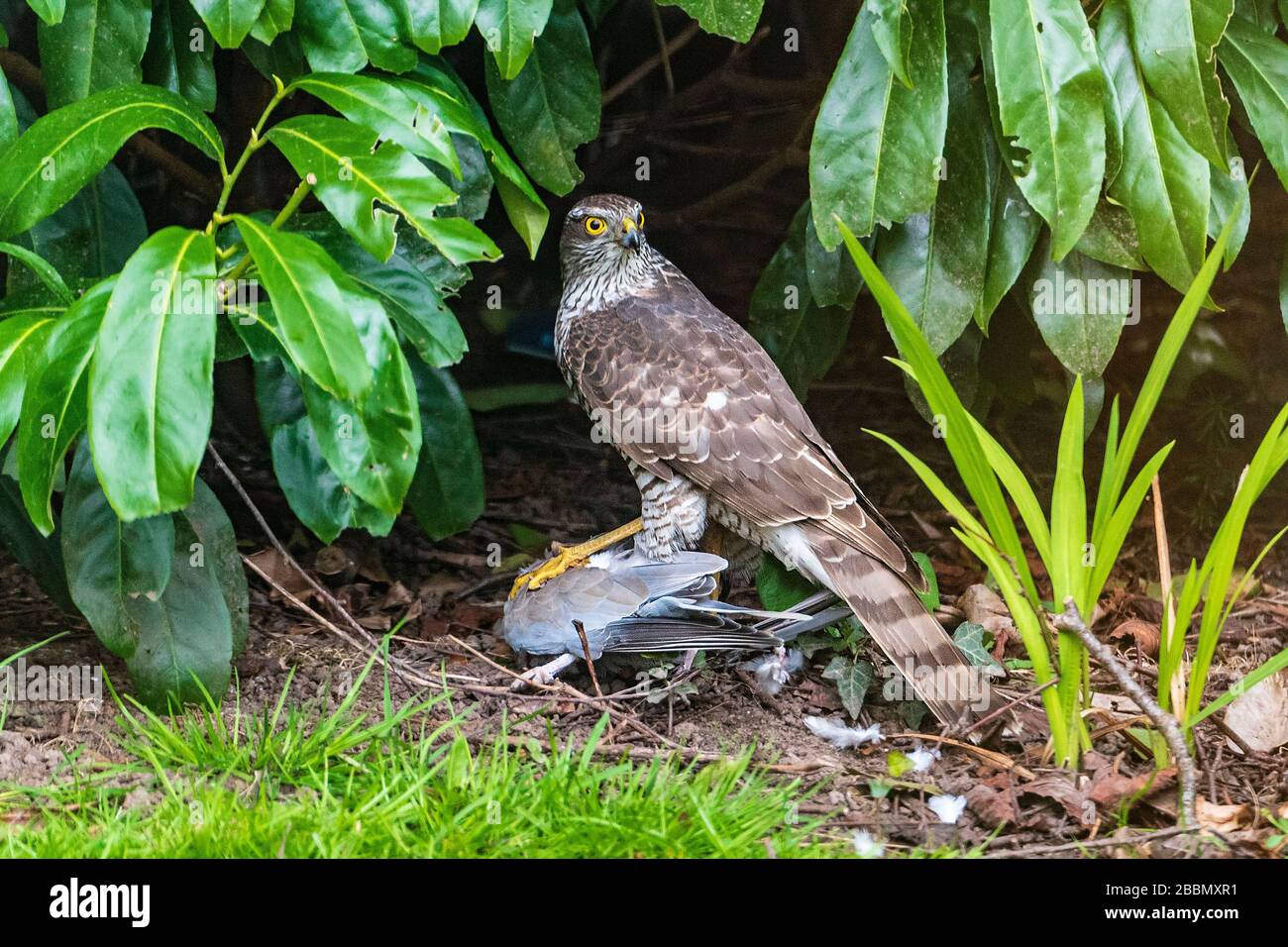 Ein Sparrowhawk mit einem frischen Töten einer Taube. Eurasischer Sparrowhawk Stockfoto