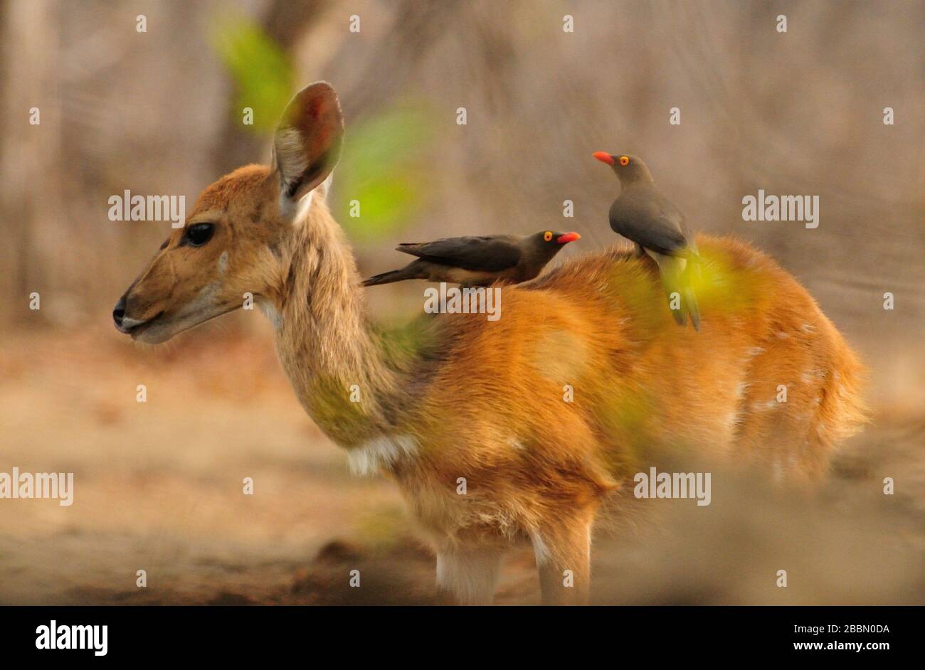 Juvenal Southern reedbuck (Redunca arundinum) mit Rotschnabeloxpeckern (Buphagus erythrorhynchus) auf ihrem Rücken Stockfoto