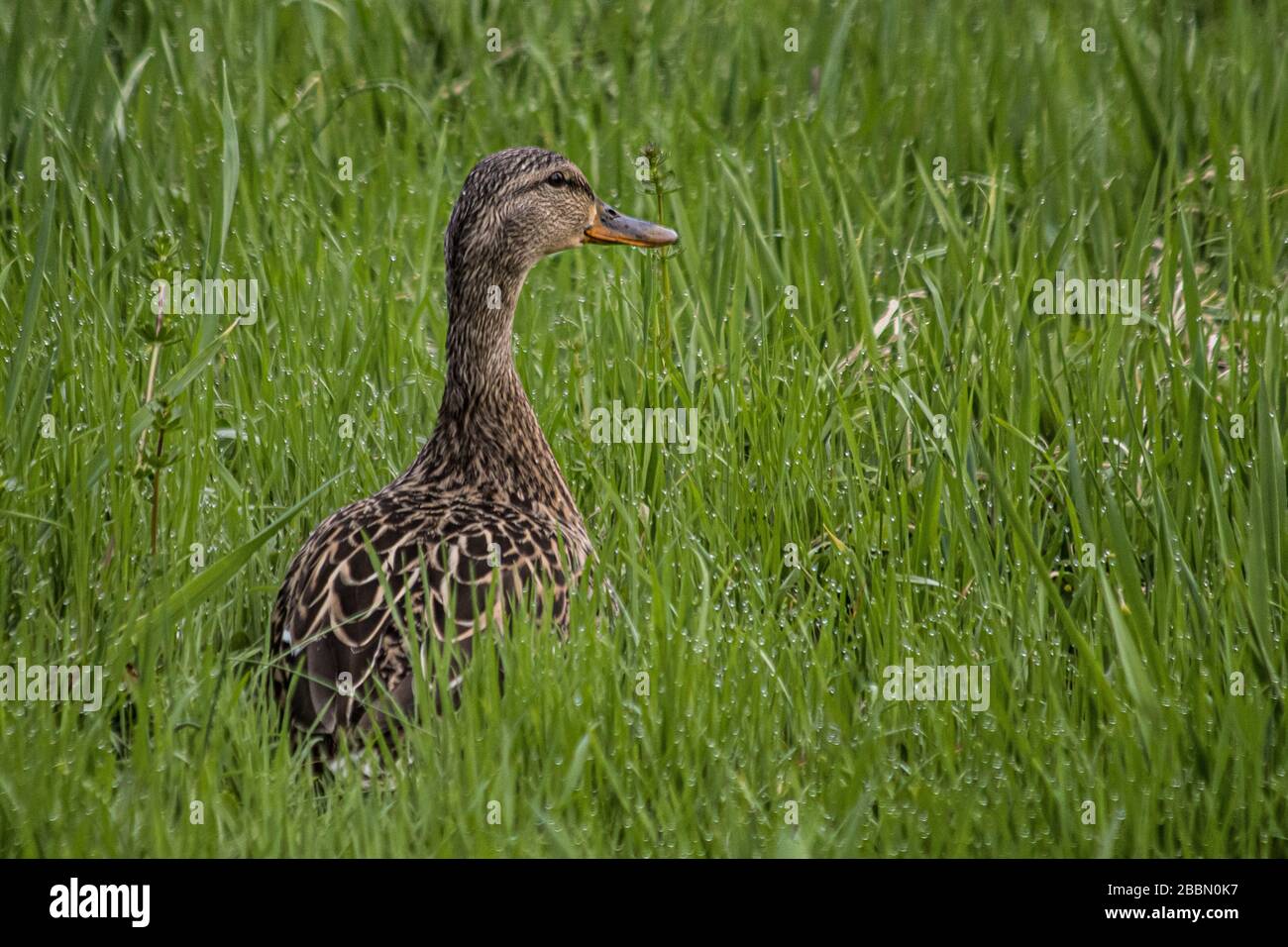 Ein weiblicher Mallard bewegt sich durch das Gras in Brusthöhe Stockfoto