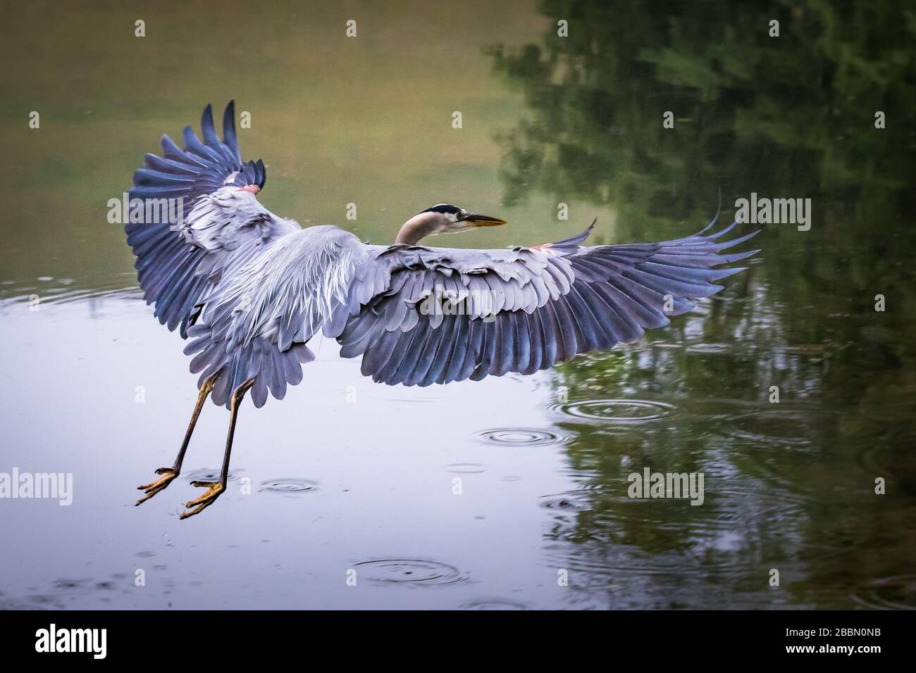 Mit einem Whoosh landet ein großer blauer Heron im Tulpehocken Creek Stockfoto