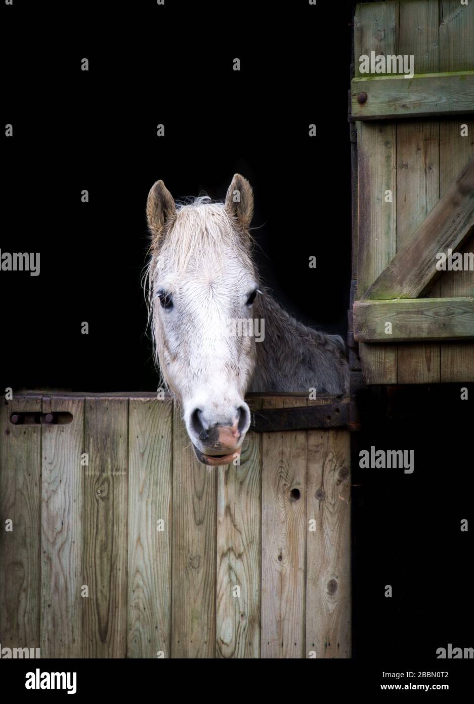 Weißes Pferd, das seinen Kopf durch eine Stalltür in Northamptonshire, England, stockt Stockfoto