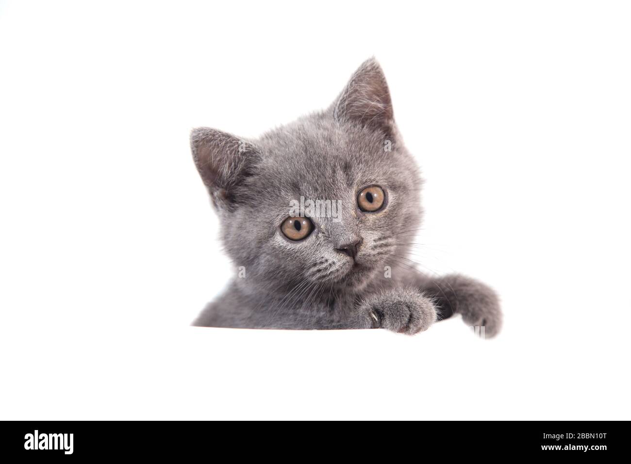Kätzchen Britisch blau grau auf weißem Hintergrund. Katzen-Peeking von hinten Stockfoto Kätzchen Britisch blau grau auf weißem Hintergrund. Katzen-Peeking von hinten Stockfoto