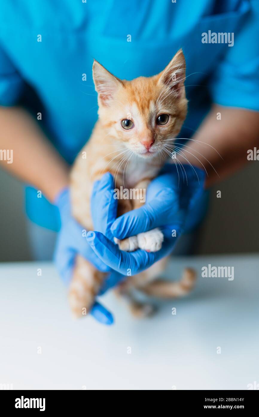 Der Arzttierarzt untersucht Kätzchen mit drei Beinen in der Tierklinik. Prothetikbein Stockfoto